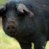 Crna svinja - opis pasmine